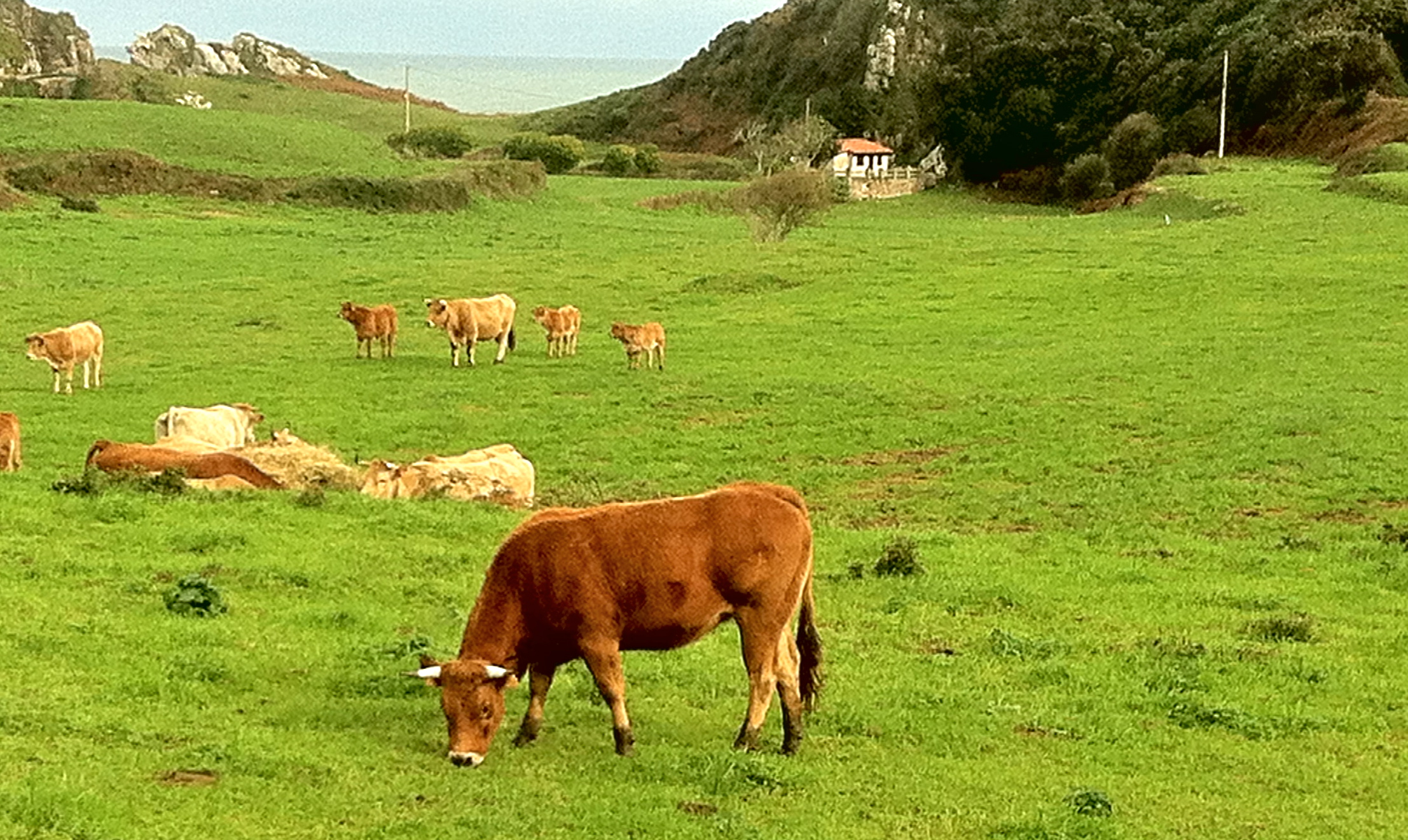 Vacas pastando